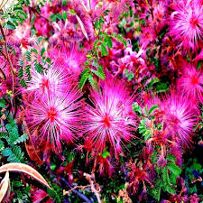 Pink Fairy Duster Tree Seeds (Mesquitella eriophylla) – 10 Seeds, Drought-Tolerant Exotic Mimosa