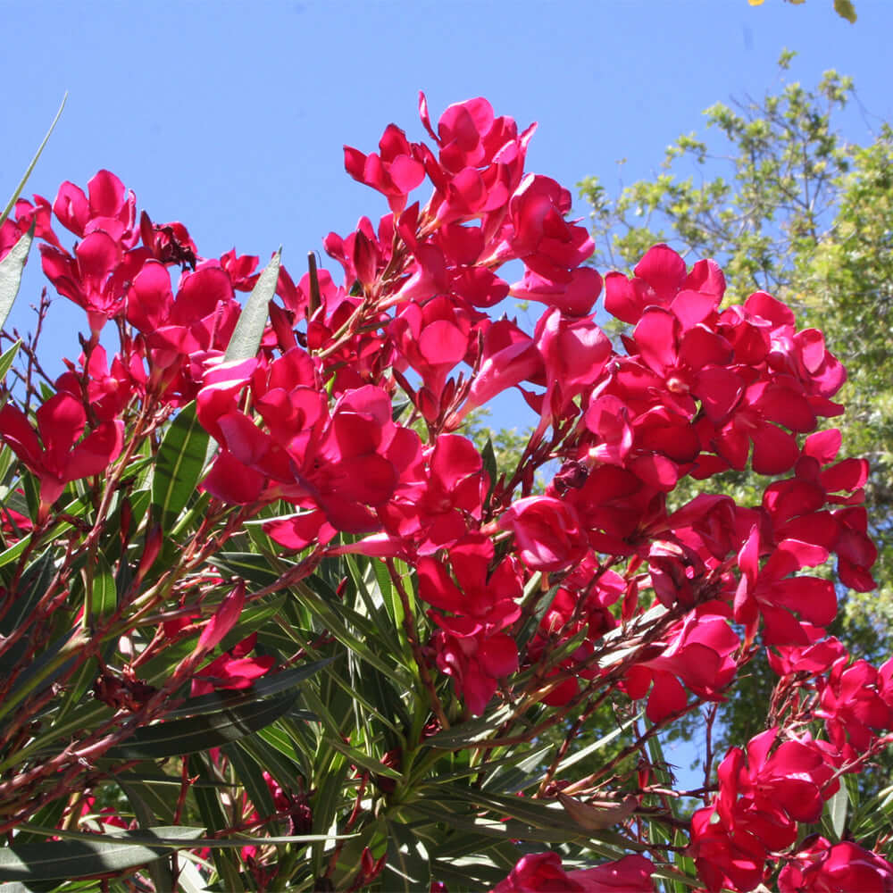 Oleander Red Live Cuttings - 7 Unrooted 6" Cuttings, Fast-Growing Evergreen Shrub