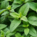Spearmint Herb Seeds (Mentha spicata) - 30 mg for Planting | Fresh Mint for Tea & Cooking