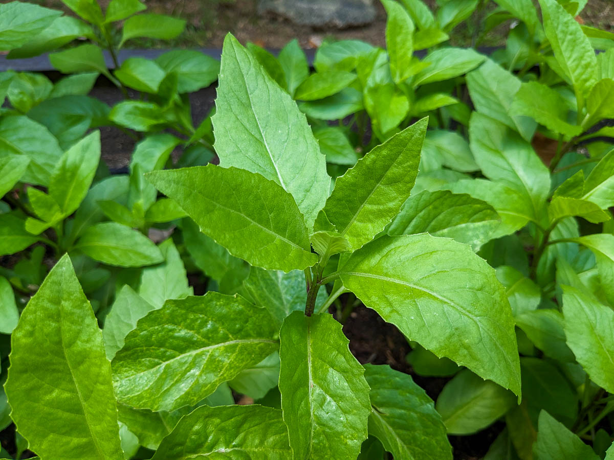 Gynura Procumbens (Longevity Spinach) - 8 Fresh Cuttings | Easy-to-Grow Edible Perennial
