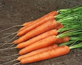 1000+ Speedo Carrot Seeds - Fast-Growing, Sweet & Tender, 55-60 Days