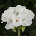 Geranium Pelargonium Zonal ‘White’ – 3 Live 6” Unrooted Cuttings