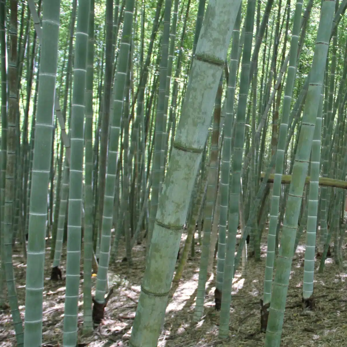 Moso Bamboo (Phyllostachys edulis) Unrooted Cutting - Live Plant for Garden