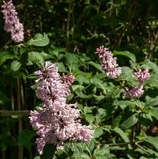 Late Lilac Syringa villosa Bare Root Plant 12-18" - Zones 3-7, Fragrant Pinkish-Lavender Flowers