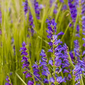 Penstemon Cyanocaulis Seeds (Blue Stem Beardtongue) - 100 mg for Planting