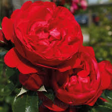 Florentina Rose - 3 Fresh Cuttings for Rooting or Grafting (Climbing Rose)