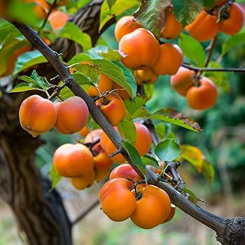 American Persimmon Tree (Diospyros virginiana) - Bare Root Live Plant, Zones 4-9