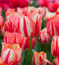 Tulip Spryng Break Bulbs - 5 Cream & Red Double Peony Tulips, Color-Changing Blooms