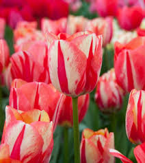 Tulip Spryng Break Bulbs - 5 Cream & Red Double Peony Tulips, Color-Changing Blooms
