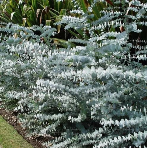Eucalyptus pulverulenta 'Baby Blue' Bonsai Seeds – 40 Seeds, Silver Dollar Eucalyptus