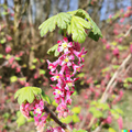 Red Flowering Currant Seeds (Ribes sanguineum) - 10 Seeds for Hedge & Border