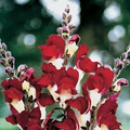 Antirrhinum majus Night and Day Snapdragon Seeds – 1000+ Bi-Color Red & White