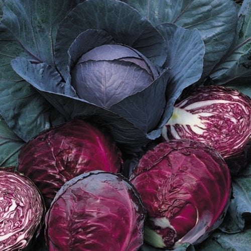 Cabbage Red Acre Seeds – 1g Heirloom, Compact, Cold-Hardy
