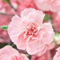 La France Carnation Seeds - Non-GMO Heirloom, Fragrant Pink Blooms, 30+ Seeds, Zones 6-8
