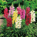 Antirrhinum majus Maximum Mix Snapdragon Seeds - 1000+ Seeds, Mixed Colors