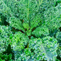 Dwarf Blue Curled Scotch Kale Seeds – 1g, Heirloom, Cold Hardy, High Yield