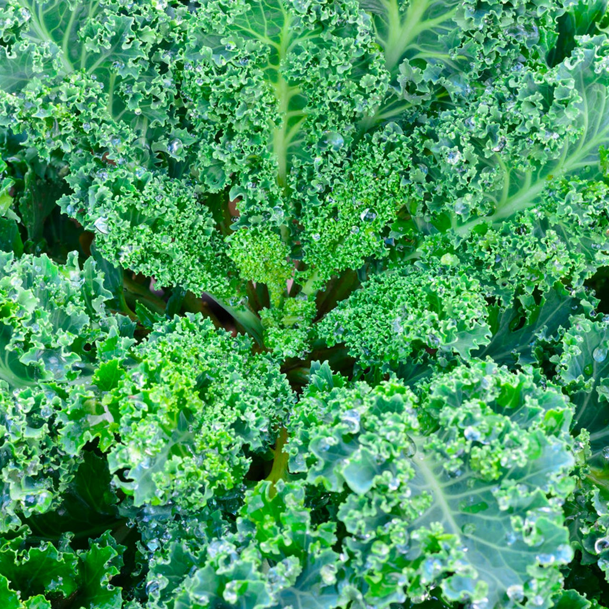 Dwarf Blue Curled Scotch Kale Seeds – 1g, Heirloom, Cold Hardy, High Yield