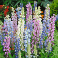 Hartwegii Mix Lupine Seeds - 25+ Seeds, Mixed Colors, Annual, Full Sun