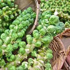 Brussel Sprouts Catskill Seeds | Heirloom Brassica oleracea, 1g ~200 Seeds