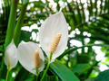 Peace Lily (Spathiphyllum) Live Plant - 10-12" Bare-Root Starter Plant, White Flowers, Low Light