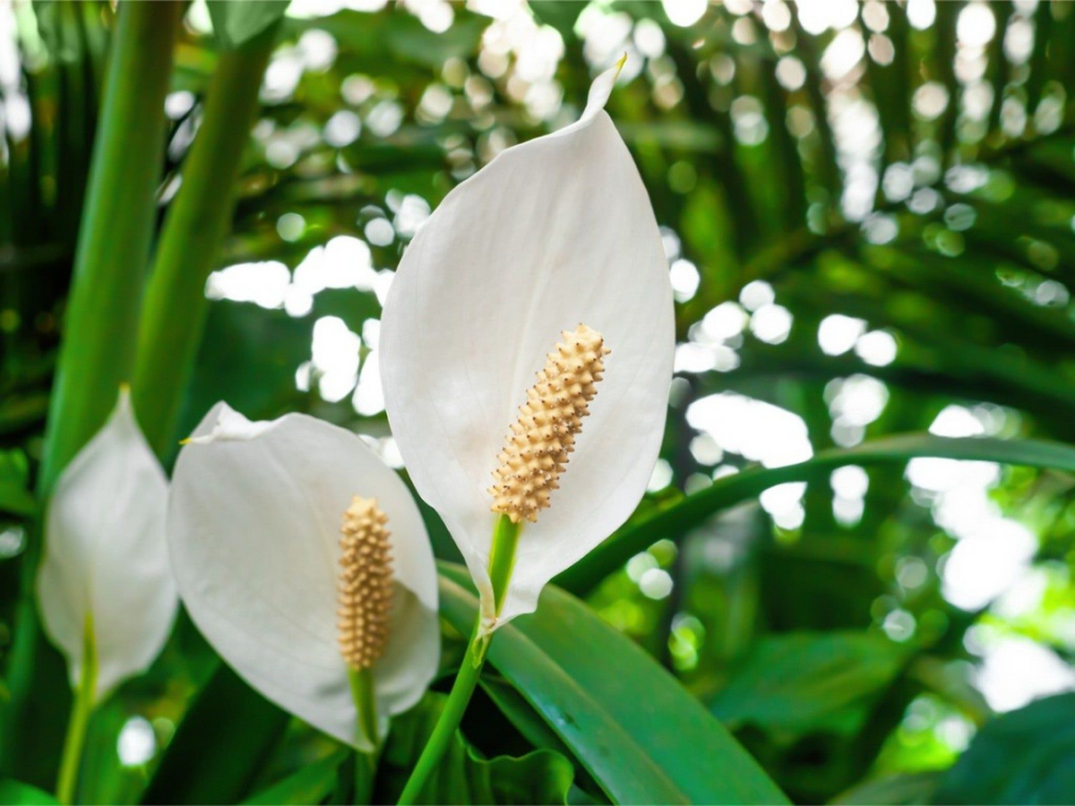 Peace Lily (Spathiphyllum) Live Plant - 10-12" Bare-Root Starter Plant, White Flowers, Low Light