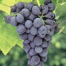 Everest Grape Cuttings (4) - Seedless Vitis vinifera 'Everest' 2-3 Nodes for Grafting or Rooting