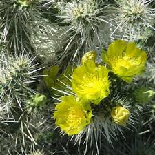 Whipple's Cholla Cactus Cylindropuntia whipplei - Bare Root Live Plant 8"