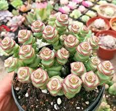 Crassula cv. 'Jade Necklace' Seeds - 25 Seed Pack - Trailing Jade Necklace Succulent