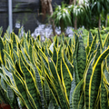Snake Plant Starter (Sansevieria trifasciata) – Easy Care Indoor Plant, Air-Purifying Live Plant