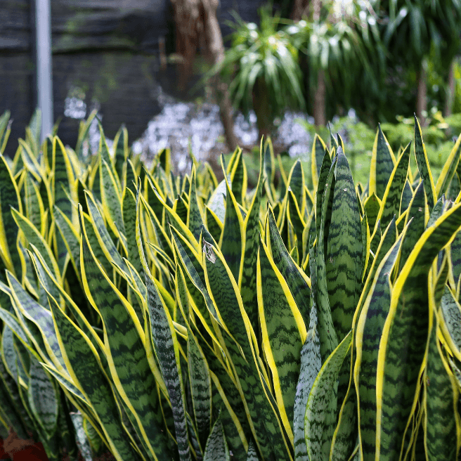 Snake Plant Starter (Sansevieria trifasciata) – Easy Care Indoor Plant, Air-Purifying Live Plant