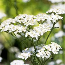 White Yarrow (Achillea millefolium) Seeds – 5000, Perennial Pollinator-Friendly Herb
