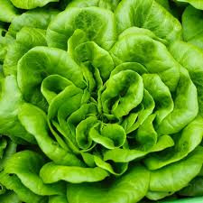 Bibb Butterhead Lettuce Seeds - Lactuca sativa, Heirloom, 1g