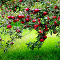 Paradise Apple Tree Seeds (Malus pumila) Red Delicious – Cold Hardy 15-20 ft | Seeds