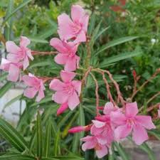 Pink Oleander Live Cuttings - 7" Long, 7 Pack | Nerium oleander Starter Cuttings