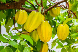 Starfruit Carambola Tree (Averrhoa carambola) Starter Plant - 12" to 24"