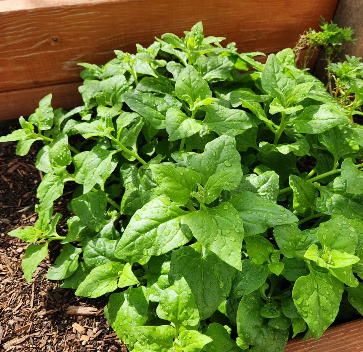 New Zealand Spinach Seeds (Tetragonia tetragonioides) - 1g, Heat-Tolerant, Non-GMO
