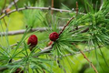 American Larch Tree (Larix laricina) Bare Root Live Plant - Hardy Deciduous Conifer
