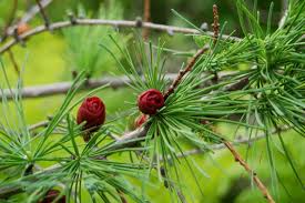 American Larch Tree (Larix laricina) Bare Root Live Plant - Hardy Deciduous Conifer