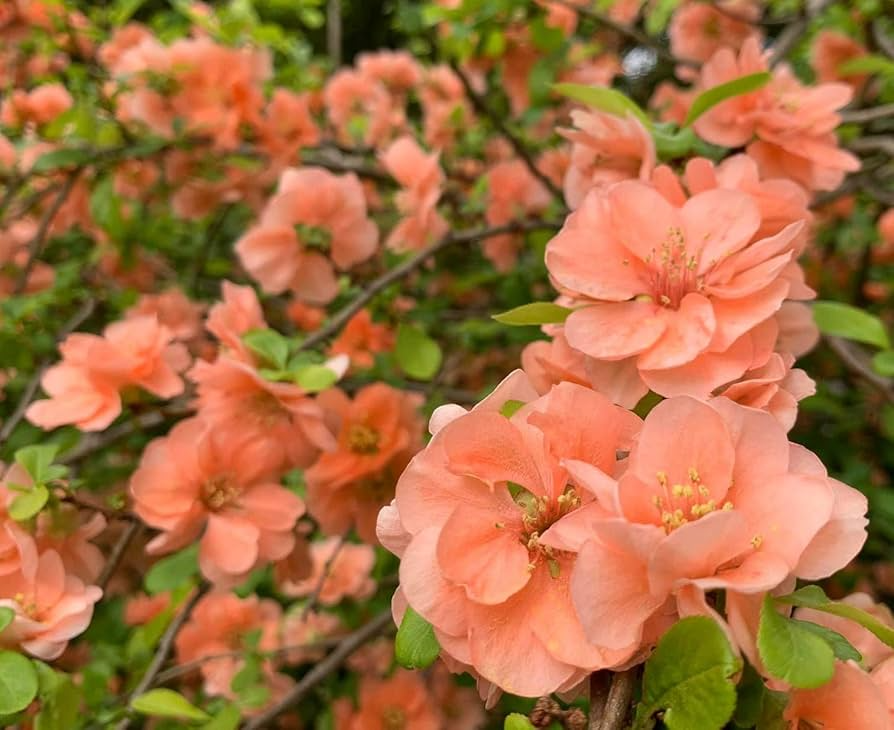 Cameo Flowering Quince (Chaenomeles speciosa) - 1-Gallon Starter Plant for Bonsai or Garden, Hardy Zones 4-8