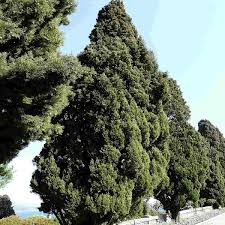 50 Italian Cypress Seeds (Cupressus sempervirens) - Non-GMO, Fast-Growing Privacy Screen
