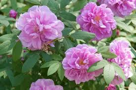 Japanese Rugosa Rose Starter Plant | Bare Root 6-12" | Pink, Fragrant, Salt-Tolerant