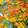 Phoenix Nasturtium Seeds - Fringed Fiery Blooms, Edible Flowers, 50+ Seeds