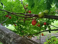 Hog Plum (Spondias purpurea) – 3 Fresh Unrooted Cuttings