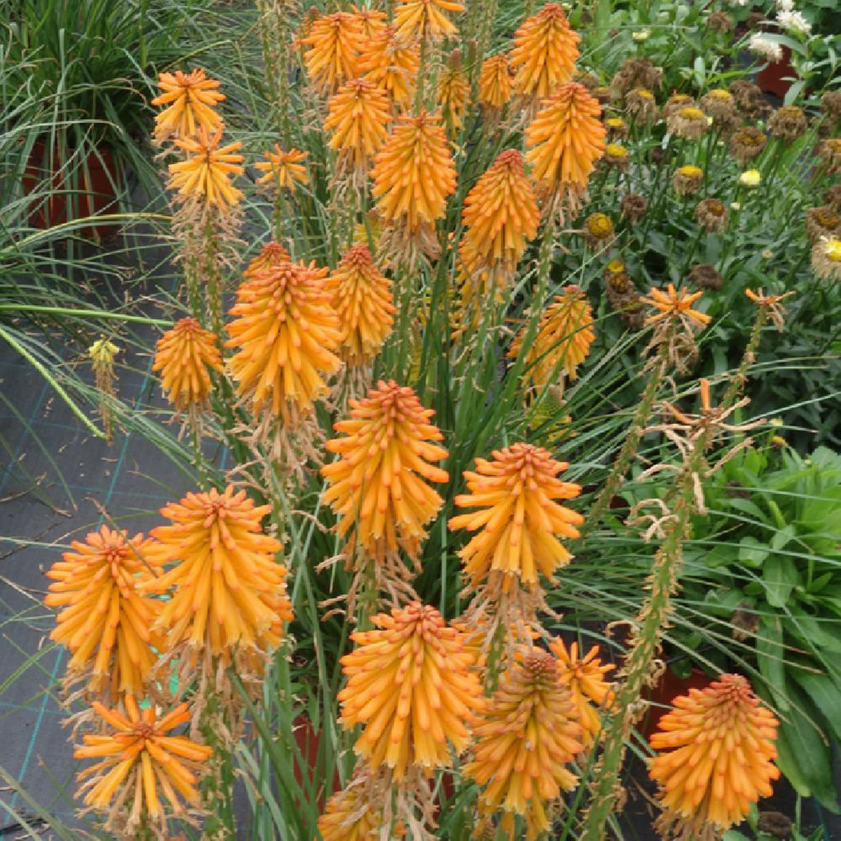 Kniphofia Mango Popsicle Bare Root - 1 Starter Hot Poker Plant, Drought-Tolerant, Full Sun