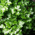 Parsley Dark Green Italian Giant Seeds - Petroselinum crispum Neapolitanum (500 seeds)
