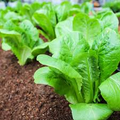 Little Gem Lettuce (Lactuca sativa) - Mini Romaine, Sweet & Crisp, Container Friendly