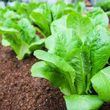 Little Gem Lettuce (Lactuca sativa) - Mini Romaine, Sweet & Crisp, Container Friendly