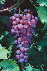 Red Catawba Grape Vine - Vitis Labrusca | Rooted Starter Plant, 12”+ tall