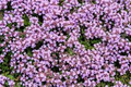 Creeping Thyme Seeds (Thymus serpyllum) - Low-Growing Ground Cover, Pollinator-Friendly Herb