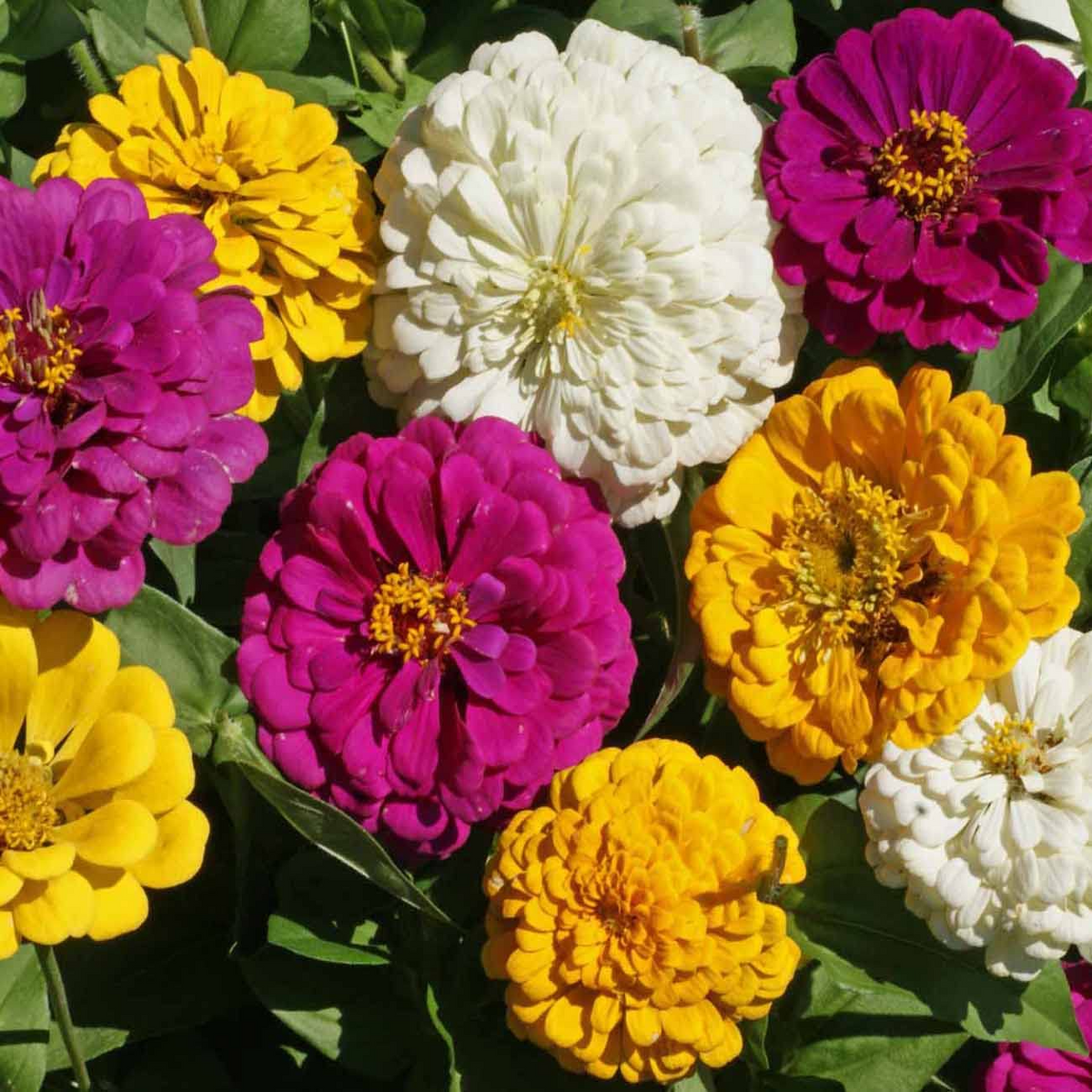 Zinnia Mardi Gras Mix Seeds - 200 Non-GMO Easy Annual Blooms for Pollinators